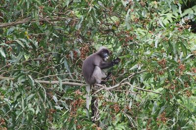 Low angle view of monkey on tree branch