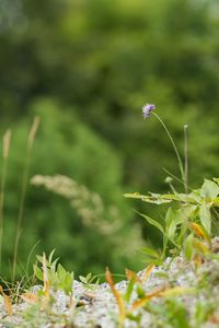 Close-up of plant growing on plant