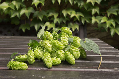 Hops - not just for beer brewing - also medicinal plant