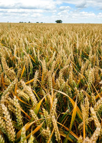 Close-up of wheat field against sky