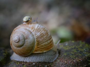 Close-up of snail on leaf