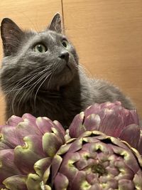 Close-up of cat looking away