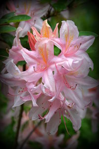 Close-up of wet pink flowers blooming outdoors