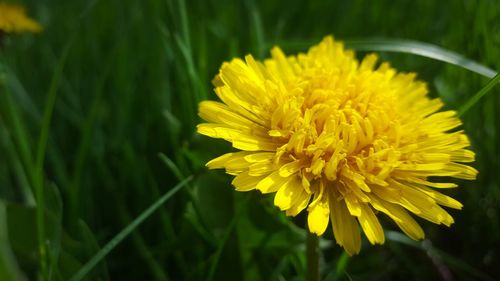 Close-up of yellow flower