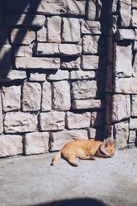 Cat sleeping on wall