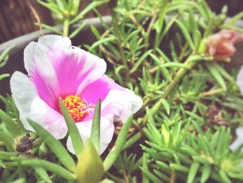 Close-up of pink flowers blooming outdoors