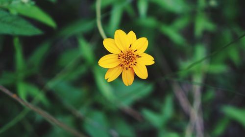 Close-up of yellow flower blooming at park