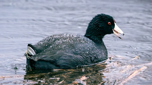 Duck swimming in lake