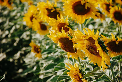 Close-up of yellow flowering plant