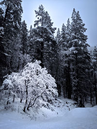 Snow covered trees in forest against sky