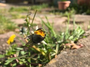 Close-up of bee pollinating on flower