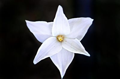 Close-up of flower