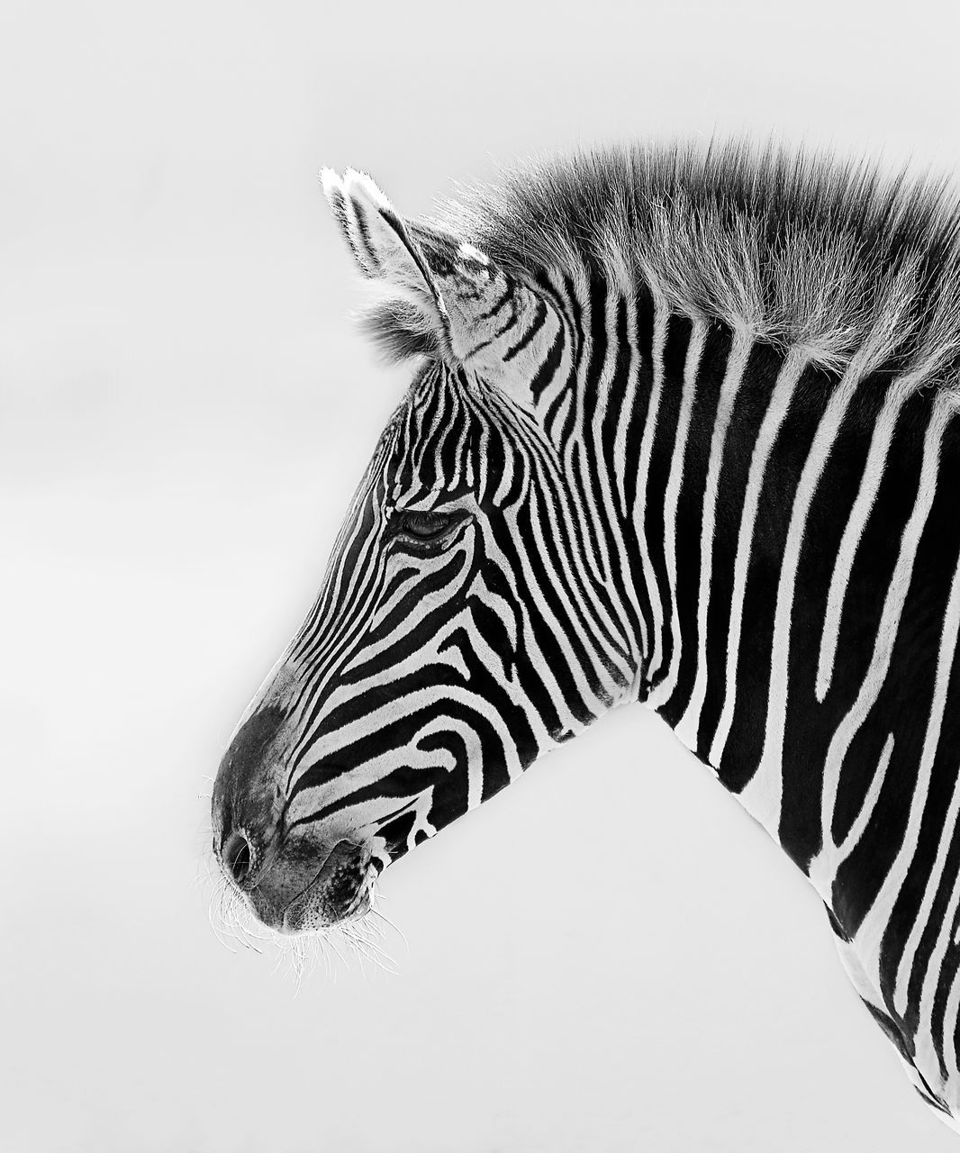 SIDE VIEW OF A ZEBRA