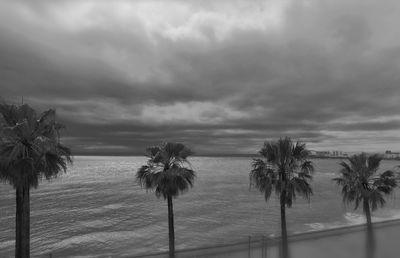 Palm trees on beach against sky