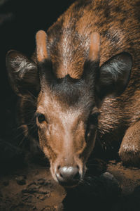 A young deer with new antlers is foraging in the forest