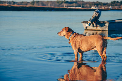 Dog and boat oceanfront