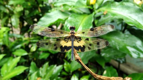 Close-up of dragonfly on plant