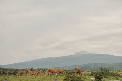 Sheep grazing in a field