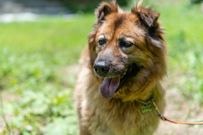 Close-up of dog looking away