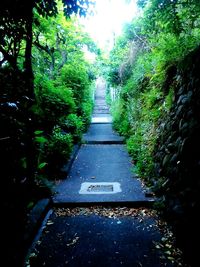 Walkway amidst trees in forest