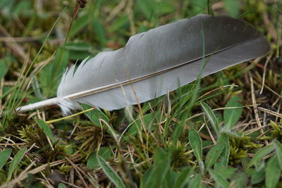 Close-up of grass