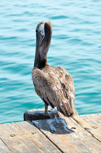 Close-up of pelican