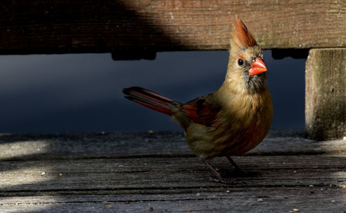 Close-up of bird perching on wood