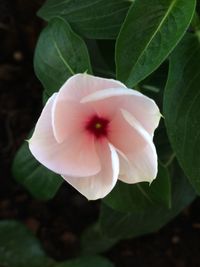 Close-up of pink flower