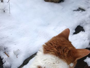 High angle view of cat on snow