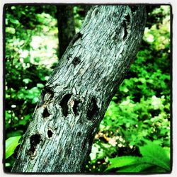 Close-up of tree trunk