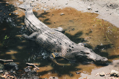 High angle view of crocodile in lake