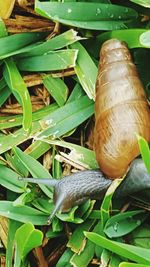 Close-up of snail on leaf