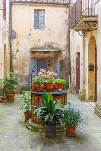 Potted plants on table against building