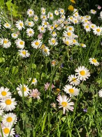 High angle view of daisy flowers on field