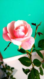 Close-up of pink rose