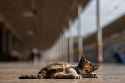 Close-up of kitten lying on floor