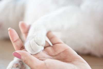 Close-up of baby holding hand