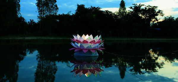Lotus water lily in lake