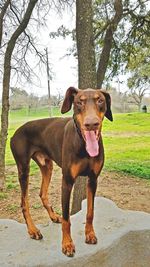 Portrait of dog standing on field