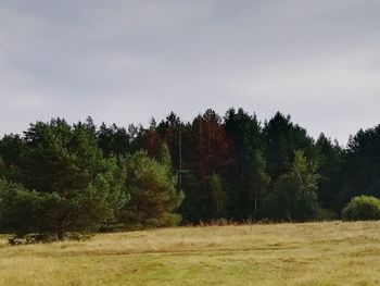 Trees on field against sky