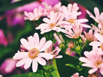 Close-up of pink flowering plants