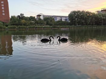 Ducks swimming in lake