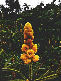 Close-up of yellow flowering plants on land