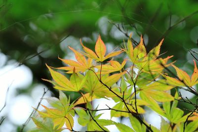 Close-up of leaves on tree trunk