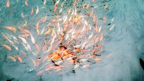 High angle view of fishes swimming in water