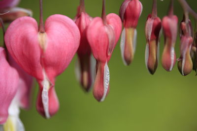 Close-up of pink flowering plants