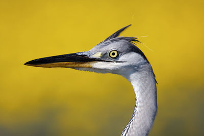 Close-up of a bird