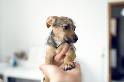 Close-up of hand holding dog