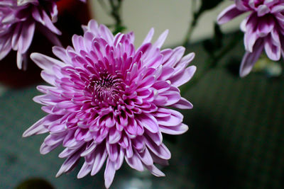 Close-up of bee on pink flower