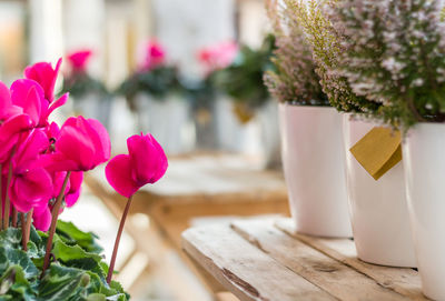 Close-up of flower pots on table for sale at market